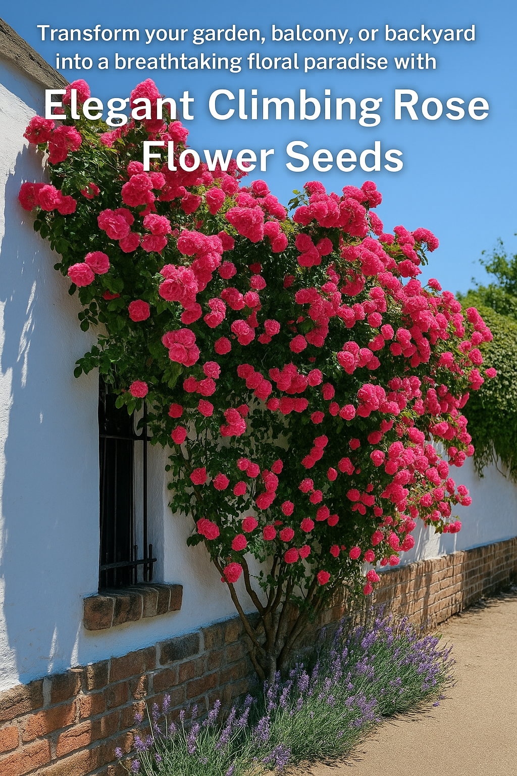 Royal Climbing Rose Flower Seeds – For Vertical Garden Elegance