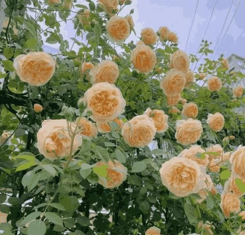Royal Climbing Rose Flower Seeds – For Vertical Garden Elegance