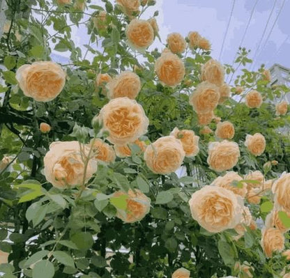 Royal Climbing Rose Flower Seeds – For Vertical Garden Elegance
