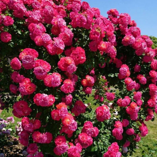 Royal Climbing Rose Flower Seeds – For Vertical Garden Elegance