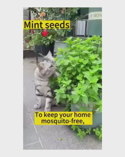 The Latest Ornamental And Edible Mint Varieties